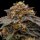 Ripper Seeds Shimo Fem 3St.