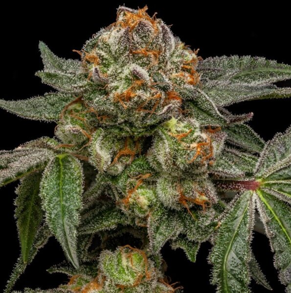 Ripper Seeds Zake Fem 3St.