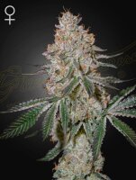Green House Seed Co. High Cloudz Fem 3St.