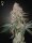 Green House Seed Co. High Cloudz Fem 3St.