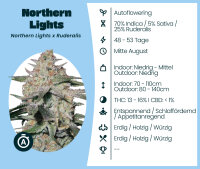 Northern Lights 3 Stk. #1